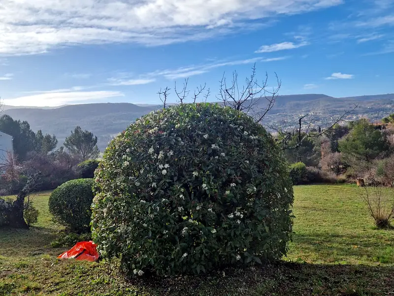 Arbuste taillé en boule sur pelouse avec vue sur le Luberon — AES SAP jardinier Apt