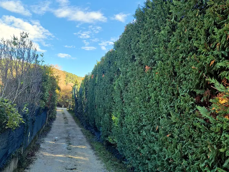 Allée de cyprès taillés — AES SAP jardinier paysagiste Remoulins Apt