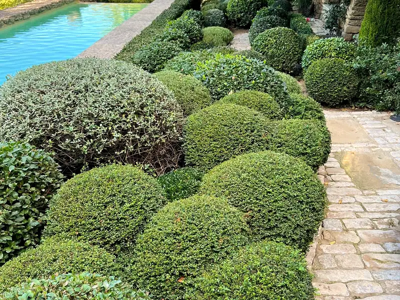 Buis taillés le long d'une allée dallée, jardin de prestige — AES SAP jardinier Apt