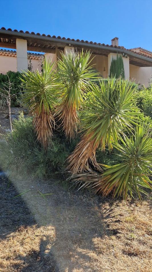 Yuccas et palmiers avec palmes sèches avant l'intervention AES SAP