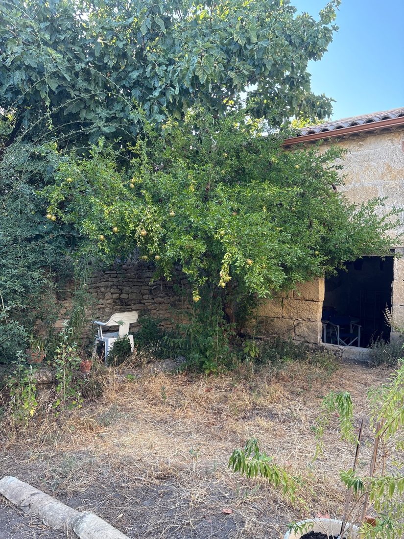 Grenadier envahissant qui cache un cabanon en pierre avant l'intervention AES SAP